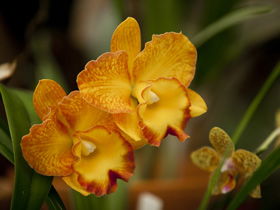 Queens Park - Orchid House - Attractions Perth 0
