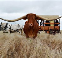 Texas Longhorn Wagon Tours and Safaris - Attractions Perth