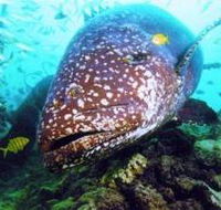 Lady Musgrave Island Dive Sites - Attractions Perth