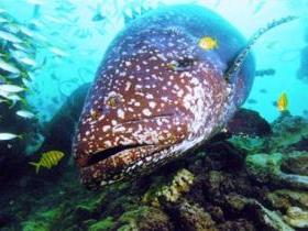 Lady Musgrave Island Dive Sites - Attractions Perth 0
