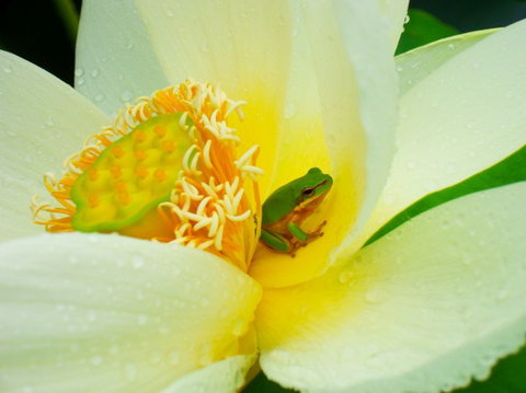 Brisbane Botanic Gardens Mount Coot-tha - Attractions Perth 7