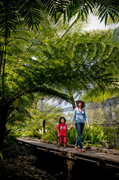 Brisbane Botanic Gardens Mount Coot-tha - Attractions Perth 8