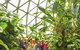 Brisbane Botanic Gardens Mount Coot-tha - thumb 10
