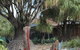 Brisbane Botanic Gardens Mount Coot-tha - thumb 11
