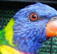 Fraser Coast Wildlife Sanctuary - Attractions Perth