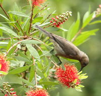 Birdwatching in Dysart - Attractions Perth
