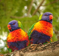 Blue Mountain Park - Attractions Perth