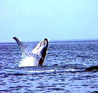 Whale Watching - Attractions Perth