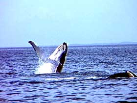 Whale Watching - Attractions Perth 0