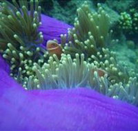 The Lady Bowen Dive Site - Attractions Perth