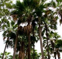 Palm Tree Creek - Attractions Perth