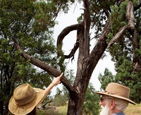 Charleville - Outback Native Timber Walk