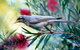 Windorah Nature Drive - thumb 0