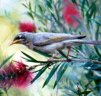 Windorah Nature Drive - Attractions Perth