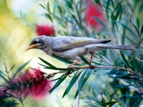 Windorah Nature Drive - Attractions Perth 0