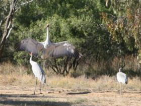 Bulloo River Walk - Attractions Perth 0