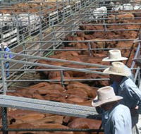Dalrymple Sales Yards - Cattle Sales - Attractions Perth