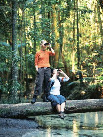 Birdwatching On The Fraser Coast - Attractions Perth 0