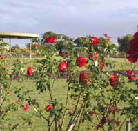 Elizabeth Park Rose Gardens - Attractions Perth