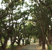 Mango Avenue - Attractions Perth