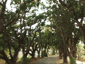 Mango Avenue - Attractions Perth 0