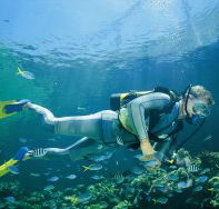 Manta Ray Bommie Dive Site - Attractions Perth