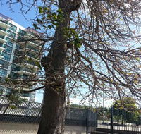 The Leichhardt Tree - Attractions Perth