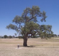 Historic Coolabah Tree - Attractions Perth