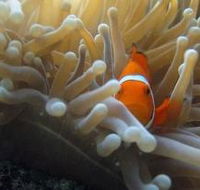Flat Rock Dive Site - Attractions Perth