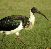 Toowoomba Bicentennial Waterbird Habitat - Attractions Perth