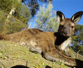 Wallace VIC Attractions Perth