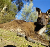 Ballarat Wildlife Park - Attractions Perth