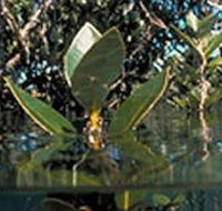 Jawbone Marine Sanctuary - Attractions Perth