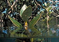 Jawbone Marine Sanctuary