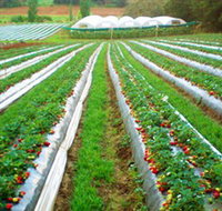Kookaberry Strawberry Farm - Attractions Perth