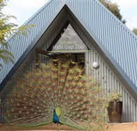 Halls Gap Zoo - Attractions Perth