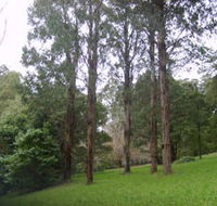 Mount Dandenong Arboretum - Attractions Perth