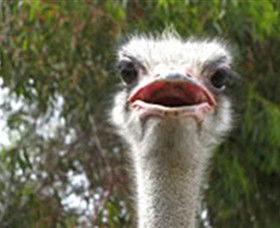 The Vault - Hastings Ostrich Farms & Crown Exotic Leather - Attractions Perth 0