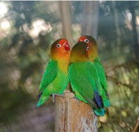 Ballarat Bird World - Attractions Perth