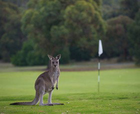 Anglesea Golf Club - Attractions Perth 0