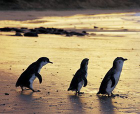 Phillip Island Nature Park - Attractions Perth 0