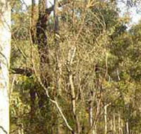 Warby-Ovens National Park - Attractions Perth