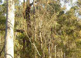 Warby-Ovens National Park - Attractions Perth 0