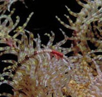 Point Danger Marine Sanctuary - Attractions Perth