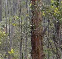 Heathcote-Graytown National Park - Attractions Perth
