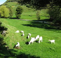 Goats of Gaia Soap - Attractions Perth