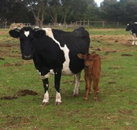 Animal Land Children's Farm - Attractions Perth