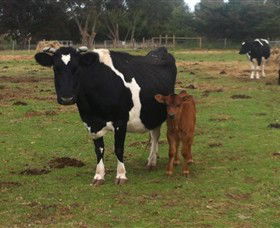 Animal Land Children's Farm - Attractions Perth 0