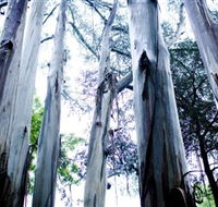 Dandenong Ranges National Park - Attractions Perth