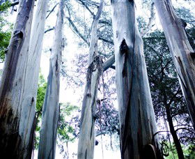 Dandenong Ranges National Park - Attractions Perth 0